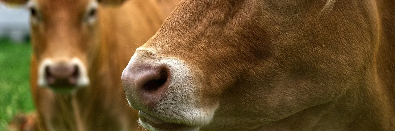 Traditional Dairy Farm Kerry | Daly's Farm Valentia | Valentia Ice Cream